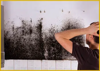 Miami Gardens Restoration Expert Miami Gardens, FL 786-349-3023 - cont-img-mold