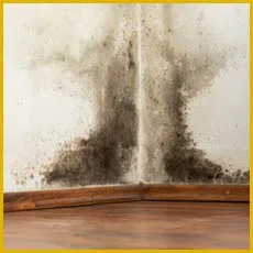 Miami Gardens Restoration Expert Miami Gardens, FL 786-349-3023 - sidebar-img-mold